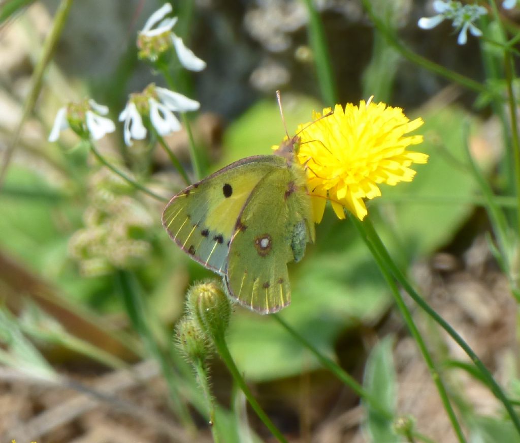 Colias crocea forma Helice